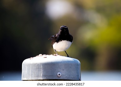 Chirpy little adult Australian willie wagtail in smart black and white plumage perching on a metal capped wooden pole after eating a dragonfly insect flying past which makes a quick meal. - Shutterstock ID 2228435817