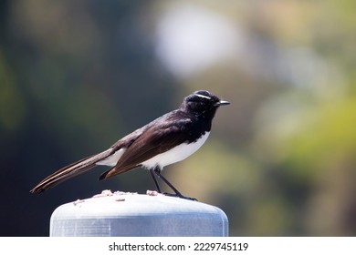 Chirpy little adult Australian willie wagtail in smart black and white plumage perching on a metal capped wooden pole after eating a dragonfly insect flying past which makes a quick meal. - Shutterstock ID 2229745119