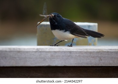 Chirpy little Australian willie wagtail in smart black and white plumage perching on a wooden bench eating a dragonfly insect flying past which makes a quick meal. - Shutterstock ID 2144342297