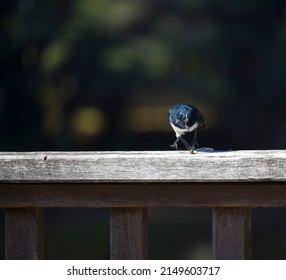 Chirpy little Australian willie wagtail in smart black and white plumage perching on a wooden bench eating a dragonfly insect flying past which makes a quick meal. - Shutterstock ID 2149603717