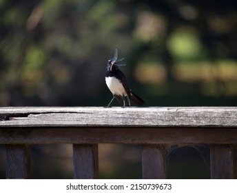 Chirpy little Australian willie wagtail in smart black and white plumage perching on a wooden bench eating a dragonfly insect flying past which makes a quick meal. - Shutterstock ID 2150739673