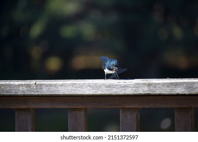 Chirpy little Australian willie wagtail in smart black and white plumage perching on a wooden bench eating a dragonfly insect flying past which makes a quick meal. - Shutterstock ID 2151372597