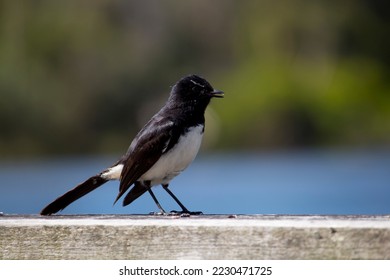 Chirpy little Australian willie wagtail in smart black and white plumage perching on a wooden bench after eating a dragonfly insect flying past which makes a quick meal. - Shutterstock ID 2230471725