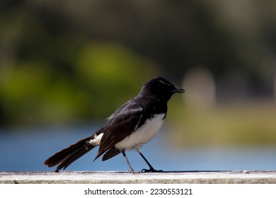 Chirpy little Australian willie wagtail in smart black and white plumage perching on a wooden bench after eating a dragonfly insect flying past which makes a quick meal. - Shutterstock ID 2230553121