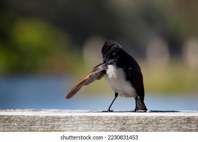 Chirpy little Australian willie wagtail in smart black and white plumage perching on a wooden bench after eating a dragonfly insect flying past which makes a quick meal. - Shutterstock ID 2230831453
