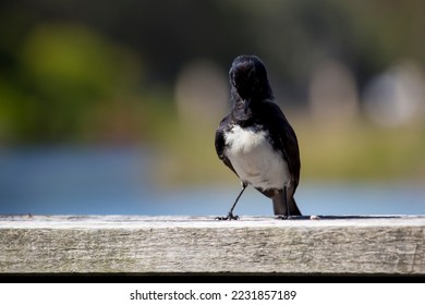 Chirpy little Australian willie wagtail in smart black and white plumage perching on a wooden bench after eating a dragonfly insect flying past which makes a quick meal. - Shutterstock ID 2231857189