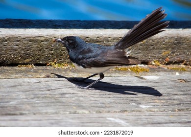 Chirpy little Australian willie wagtail in smart black and white plumage perching on a wooden bench eating a dragonfly insect flying past which makes a quick nutritious  meal. - Shutterstock ID 2231872019