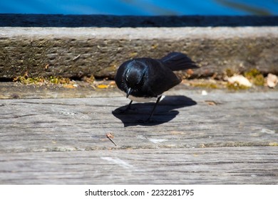 Chirpy little Australian willie wagtail in smart black and white plumage perching on a wooden bench eating a dragonfly insect flying past which makes a quick nutritious  meal. - Shutterstock ID 2232281795