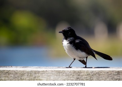 Chirpy little Australian willie wagtail in smart black and white plumage perching on a wooden bench after eating a dragonfly insect flying past which makes a quick meal. - Shutterstock ID 2232707781