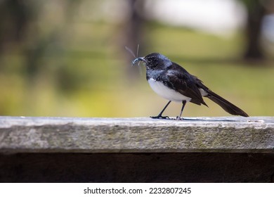 Chirpy little Australian willie wagtail in smart black and white plumage perching on a wooden bench eating a dragonfly insect flying past which makes a quick nutritious  meal. - Shutterstock ID 2232807245