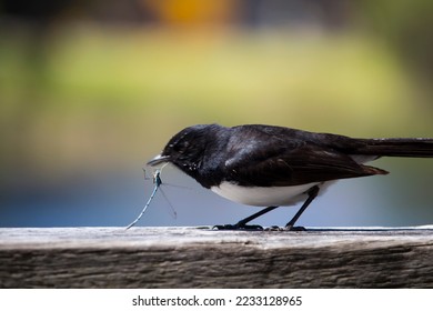 Chirpy little Australian willie wagtail in smart black and white plumage perching on a wooden bench eating a dragonfly insect flying past which makes a quick nutritious  meal. - Shutterstock ID 2233128965