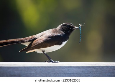 Chirpy little Australian willie wagtail in smart black and white plumage perching on a wooden bench eating a dragonfly insect flying past which makes a quick nutritious  meal. - Shutterstock ID 2233182535