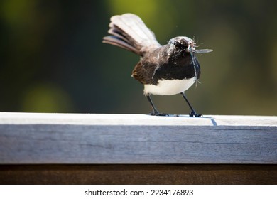 Chirpy little Australian willie wagtail in smart black and white plumage perching on a wooden bench eating a dragonfly insect flying past which makes a quick nutritious  meal. - Shutterstock ID 2234176893