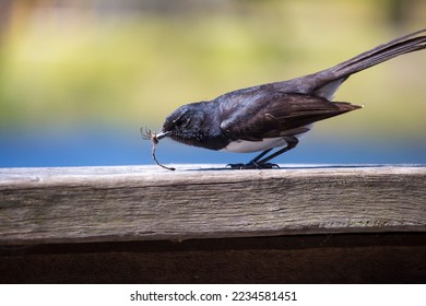 Chirpy little Australian willie wagtail in smart black and white plumage perching on a wooden bench eating a dragonfly insect flying past which makes a quick nutritious  meal. - Shutterstock ID 2234581451
