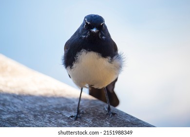 Chirpy little juvenile Australian willie wagtail in smart black and white plumage perching on a wooden bench after eating a dragonfly insect flying past which makes a quick meal. - Shutterstock ID 2151988349