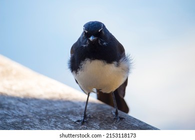 Chirpy little juvenile Australian willie wagtail in smart black and white plumage perching on a wooden bench after eating a dragonfly insect flying past which makes a quick meal. - Shutterstock ID 2153118173