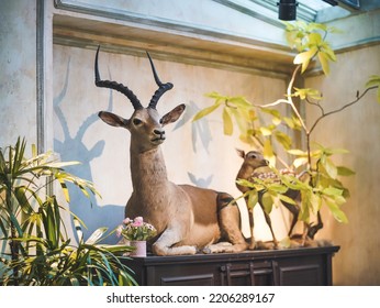 Chital Or Axis Deer. A Closed Up Details Of A Taxidermy Animal.