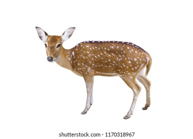 Chital Axis Deer Isolated On White Stock Photo 1170318967 | Shutterstock