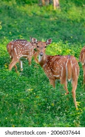 Mudumalai Images, Stock Photos & Vectors | Shutterstock