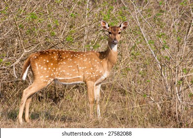 Chital (Axis Axis) Doe In Bandipur National Park