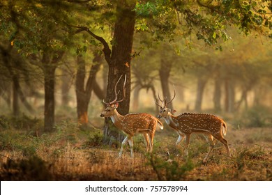 Chital or cheetal, Axis axis, spotted deers or axis deer in nature habitat. Bellow majestic powerful adult animals. - Shutterstock ID 757578994