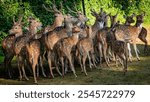 The chital or cheetal also known as the spotted deer, chital deer and axis deer, is a deer species native to the Indian subcontinent.