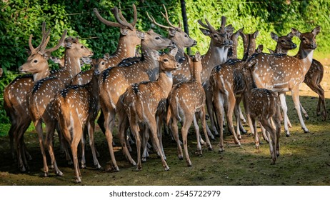 The chital or cheetal also known as the spotted deer, chital deer and axis deer, is a deer species native to the Indian subcontinent. - Powered by Shutterstock