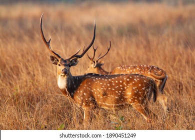 Chital Deer in Kanha National Park in India