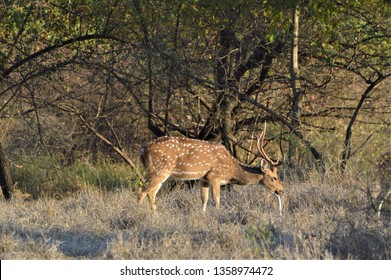 Chital Deer Spotted Deer Wandering Pench Stock Photo 1358974472 ...