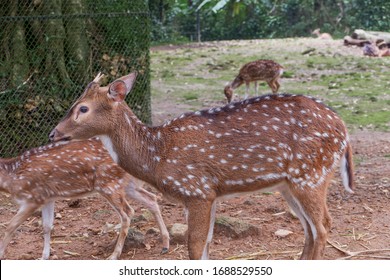 マダラシカ インド亜大陸原産のシカの一種 タマン サファリ インドネシア写真素材 Shutterstock