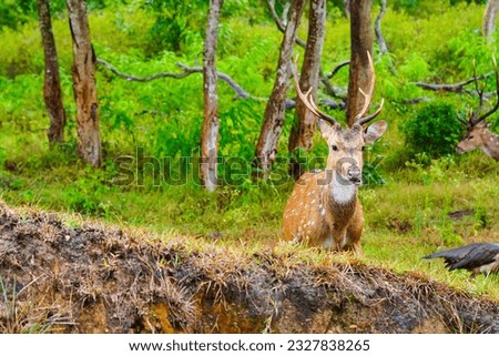Chital or spotted deer wet in rain grazing in a wild life sanctuary, native to Indian subcontinent