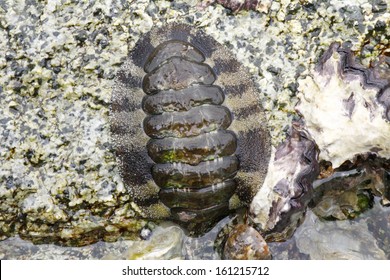 Chiton