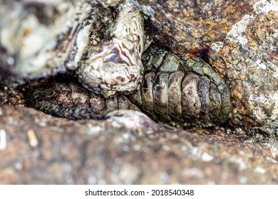 Chitons Are Marine Molluscs Of Varying Size In Polyplacophora Class