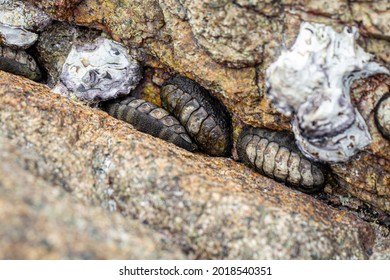 Chitons Are Marine Molluscs Of Varying Size In Polyplacophora Class