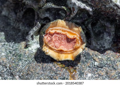 Chitons Are Marine Molluscs Of Varying Size In Polyplacophora Class