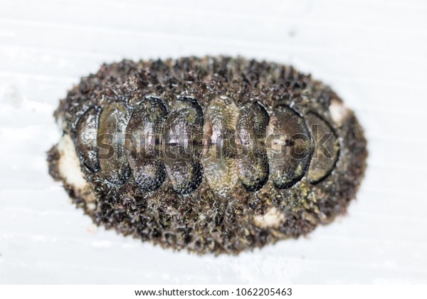 Chitons are marine molluscs of\
varying size in the class Polyplacophora for education in\
laboratory.