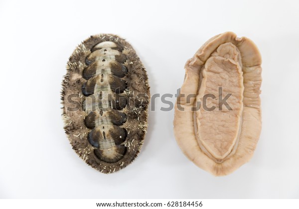 Chitons are marine molluscs of
varying size in the class Polyplacophora for education in
laboratory.	