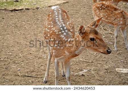 Chitra Deers or Spotted Deers at Bangladesh National Zoo In Dhaka