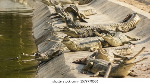Chitwan National Park, Nepal - March 2015: A group of critically endangered gharials bask in the sun inside the Chitwan National Park in Nepal.