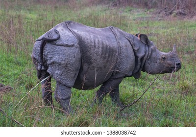 Chitwan, Nepal May/1/2018 
One Horned Rhino Peeing In Chitwan National Park.