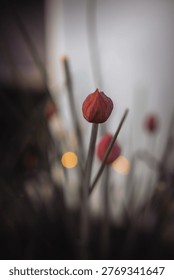 Chive flowerbud in close-up showcasing its developing form and color against a soft bokeh background, representing new life and organic growth in nature