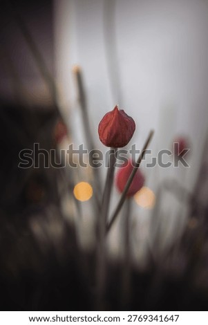 Chive flowerbud in close-up showcasing its developing form and color against a soft bokeh background, representing new life and organic growth in nature