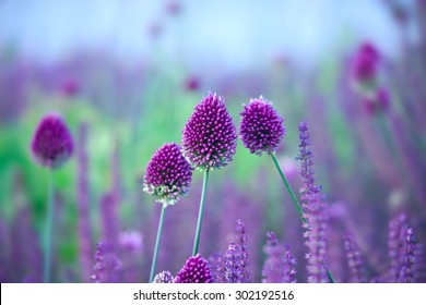 Chive herb flowers - Allium sphaerocephalon  on beautiful blur background. - Powered by Shutterstock