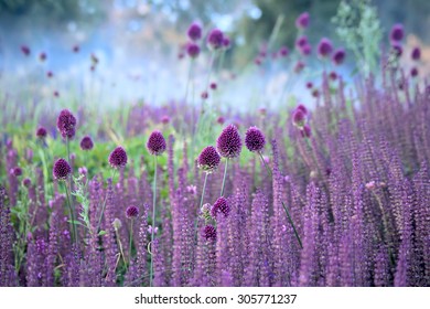 Chive herb flowers - Allium sphaerocephalon  on beautiful blur background.