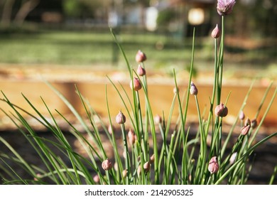 chive plant in home garden