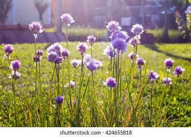 Chives