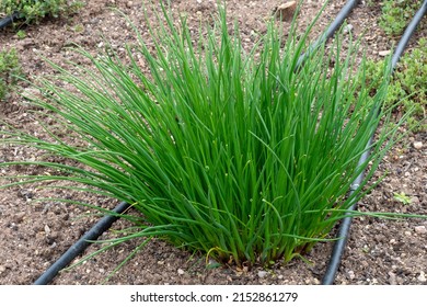 Chives Or Allium Schoenoprasum. Chives Is An Edible Herb For Use In The Kitchen.