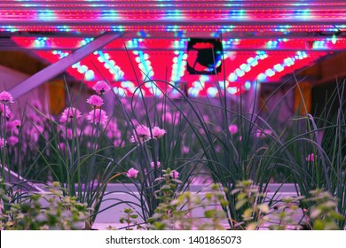 Chives in aquaponics system, combination of fish aquaculture with hydroponics, cultivating plants in water under artificial lighting, Allium schoenoprasum