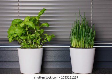 Chives And Basil In White Pots On The Window Bench