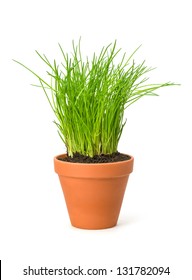 Chives In A Clay Pot